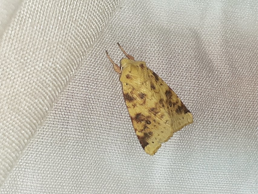 Cirrhia icteritia - nyárfa-sárgabagoly