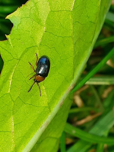 Gastrophysa polygoni - paraj-levélbogár