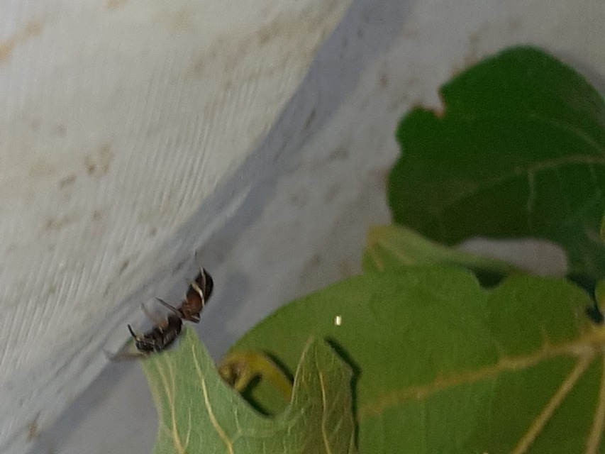 Myrmarachne formicaria - nagy hangyautánzópók