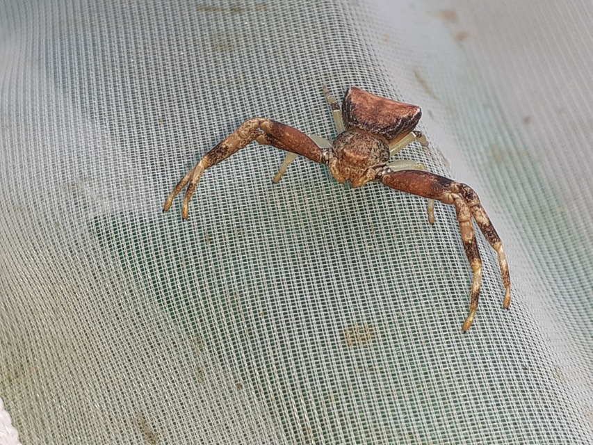 Pistius truncatus - csonka karolópók