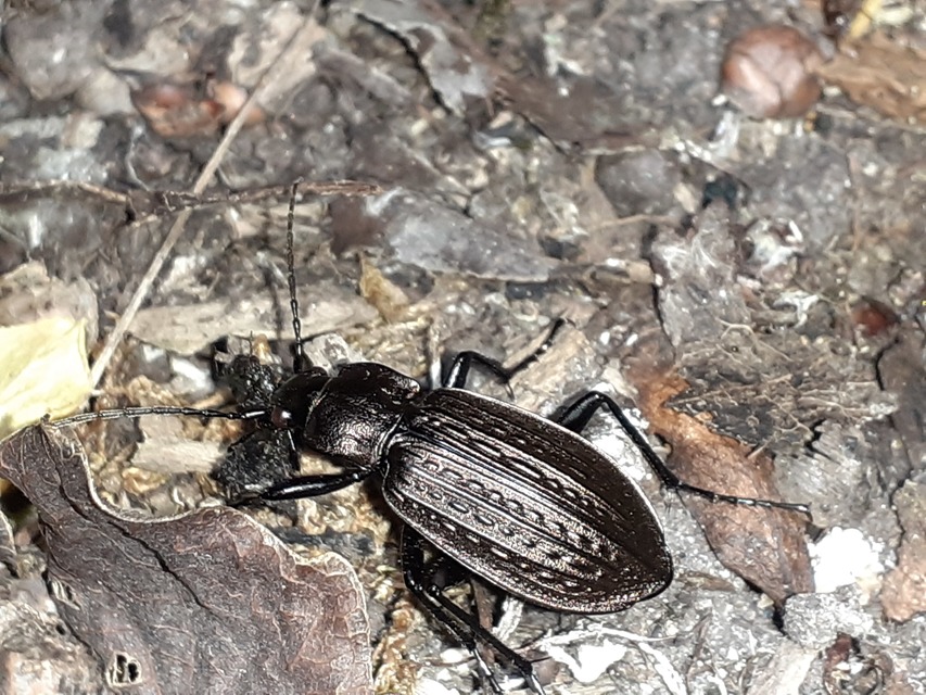 Carabus granulatus - mezei futrinka