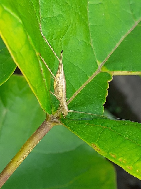 Oecanthus pellucens - pirregőtücsök