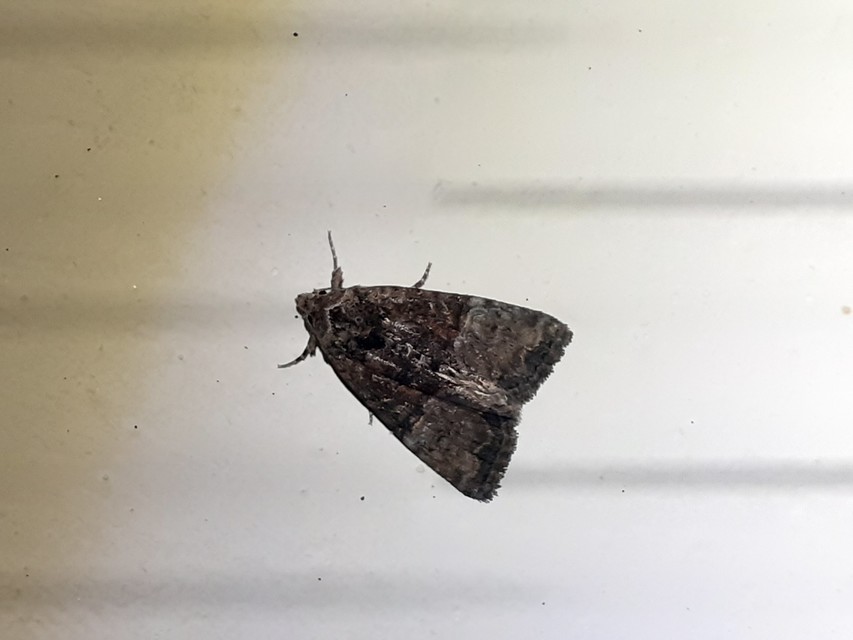Mesoligia furuncula - kétszínű dudvabagoly