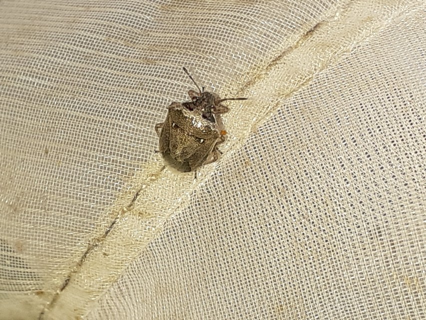 Eysarcoris ventralis - fakó feketefejű-poloska Eysarcoris ventralis - fakó feketefejű-poloska