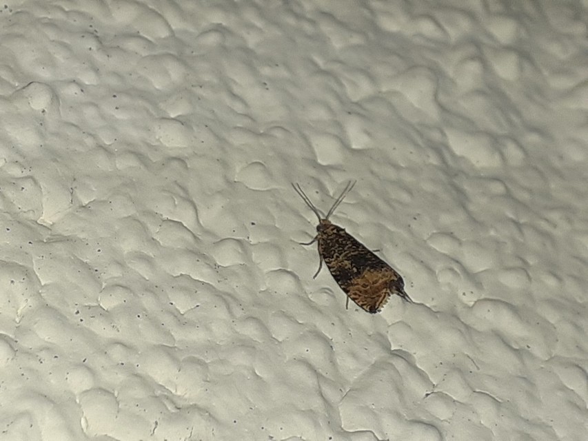 Celypha lacunana - vízparti tükrösmoly