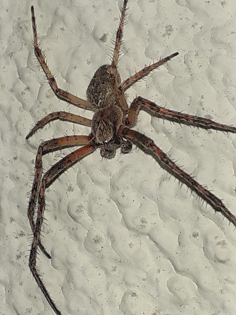Larinioides ixobolus - ereszalji keresztespók