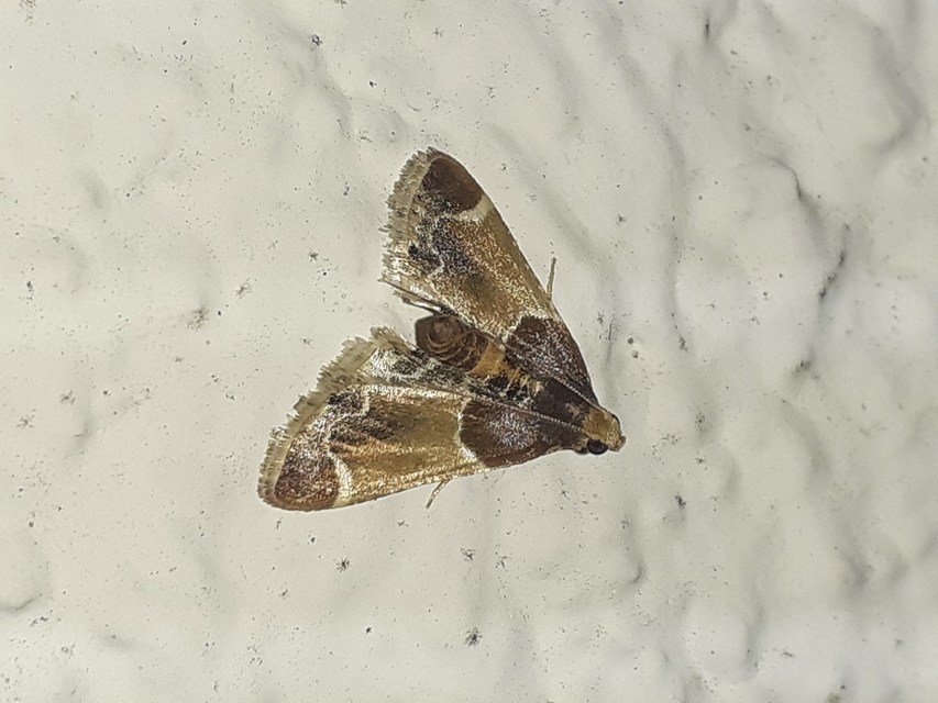 Pyralis farinalis - lisztilonca