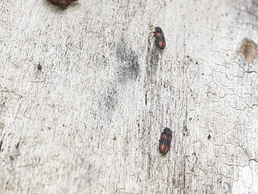 Bitoma crenata - szalagos héjbogár