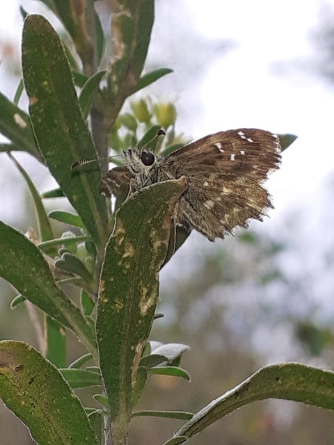 Carcharodus alceae - mályva-busalepke