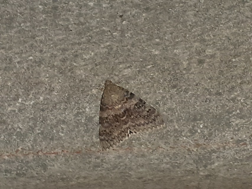 Catocala elocata - közönséges övesbagoly