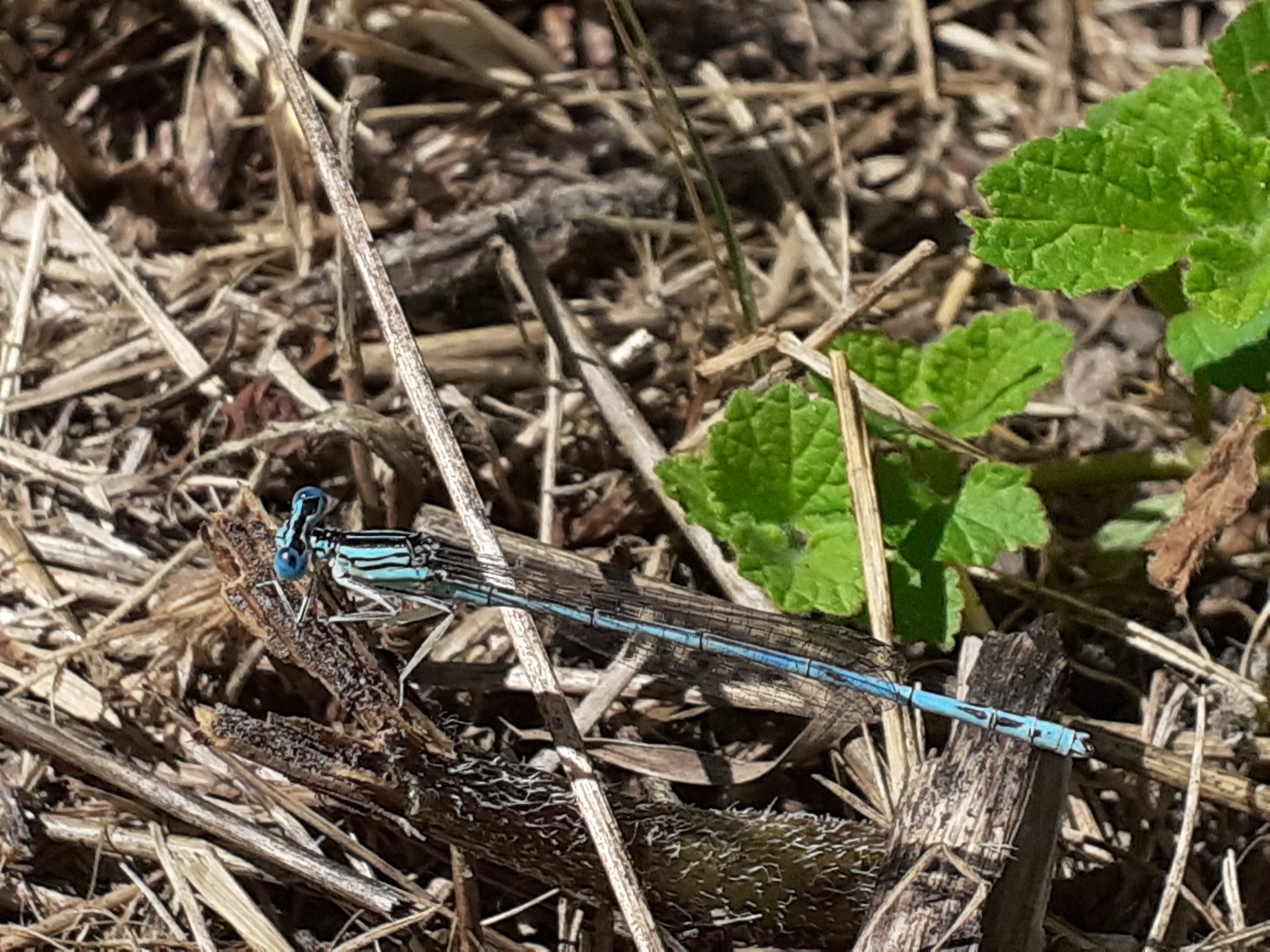 Platycnemis pennipes - széleslábú szitakötő Platycnemis pennipes - széleslábú szitakötő