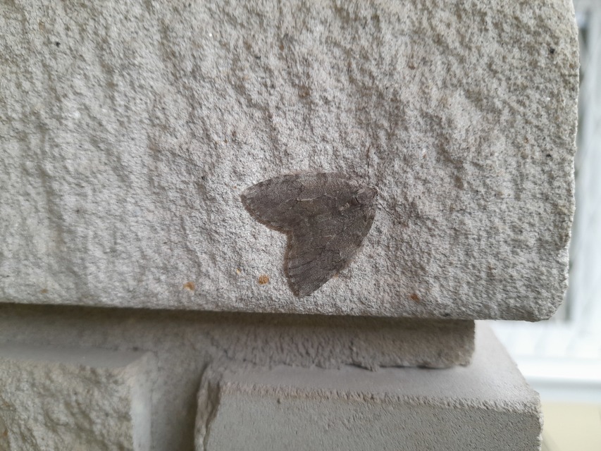 Epirrita christyi/dilutata
