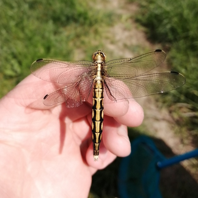 Orthetrum albistylum - fehérfarkú pásztorszitakötő