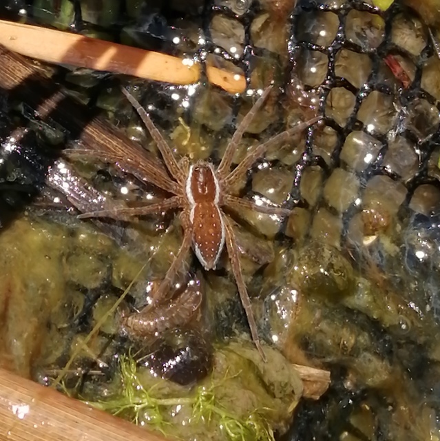 Dolomedes plantarius/fimbriatus