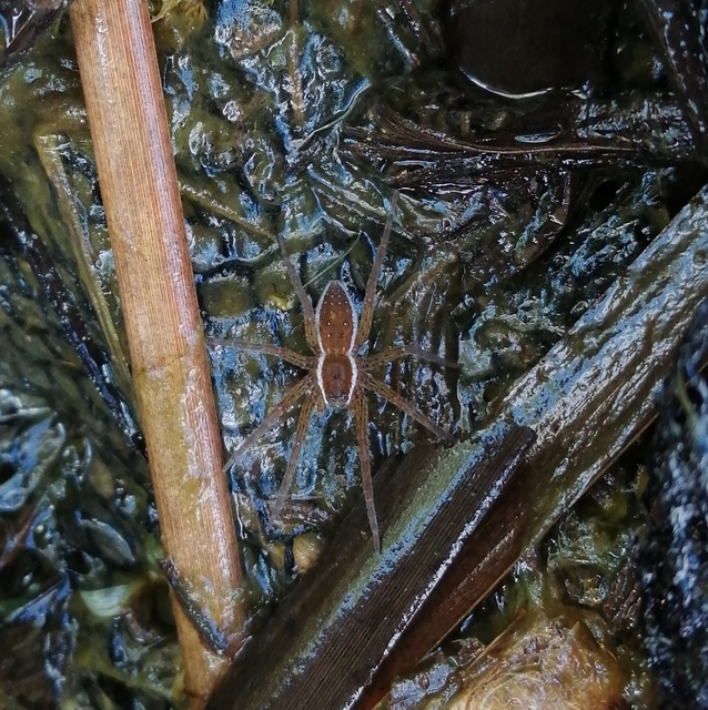 Dolomedes plantarius/fimbriatus