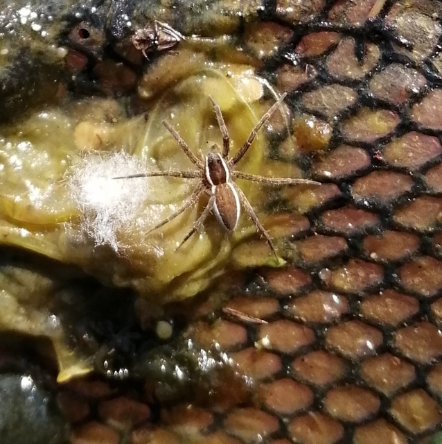 Dolomedes plantarius/fimbriatus