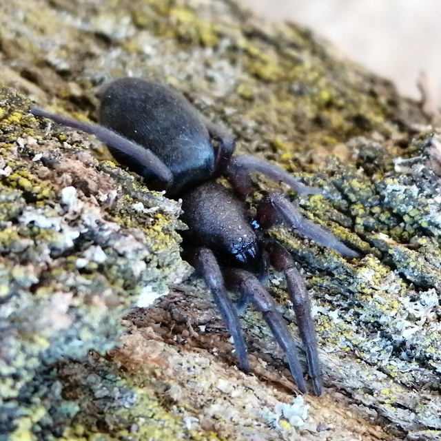 Scotophaeus
