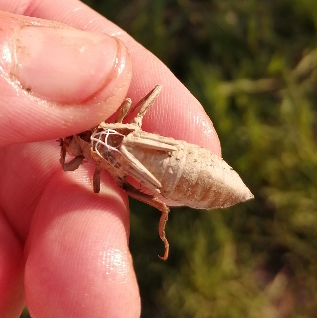 Gomphus vulgatissimus - feketelábú folyami-szitakötő