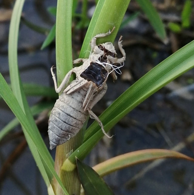 Gomphus vulgatissimus - feketelábú folyami-szitakötő