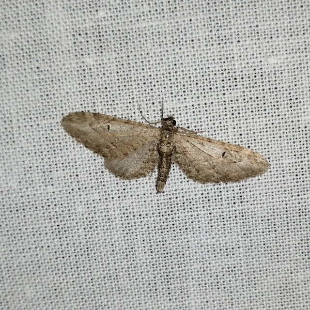 Eupithecia ochridata - mezeiüröm-törpearaszoló