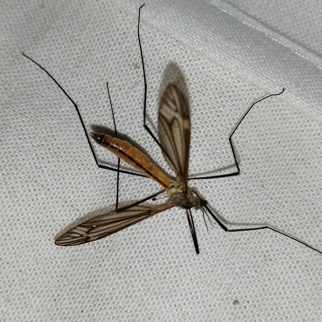 Tipula vernalis