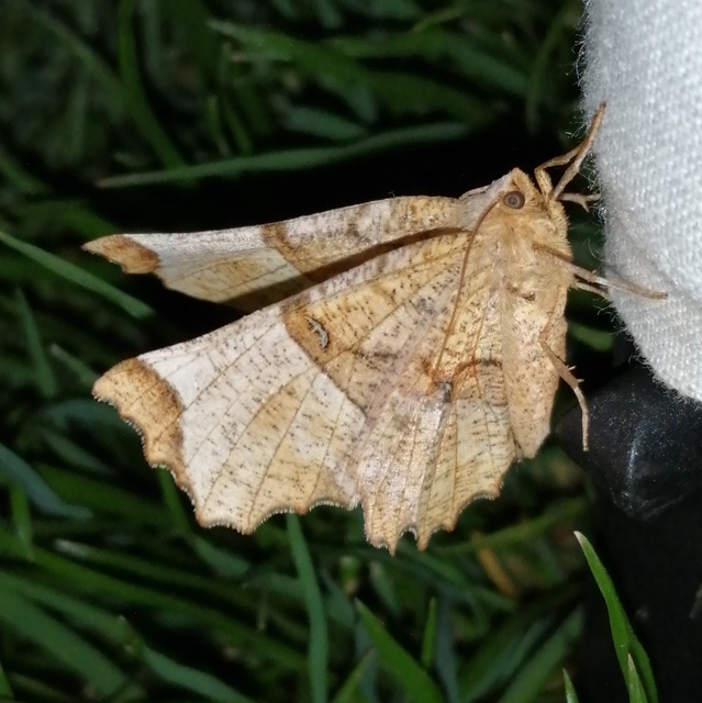 Selenia lunularia - egyfoltos holdasaraszoló