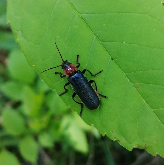 Cantharis fusca - közönséges lágybogár