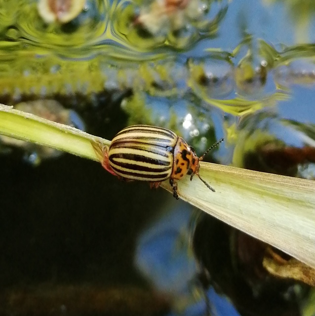 Leptinotarsa decemlineata - burgonyabogár