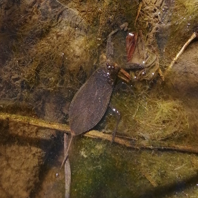 Nepa cinerea - víziskorpió