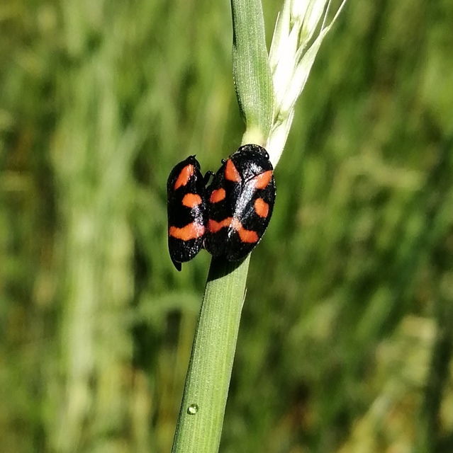 Cercopis arcuata/sanguinolenta