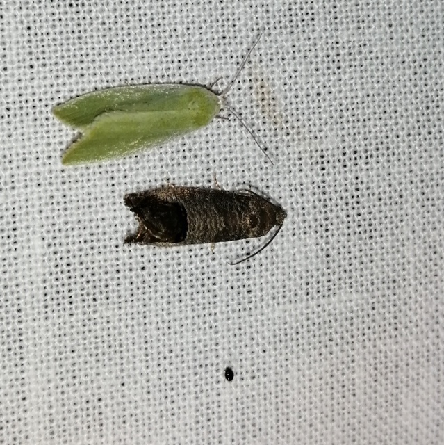 Cydia pomonella - almamoly