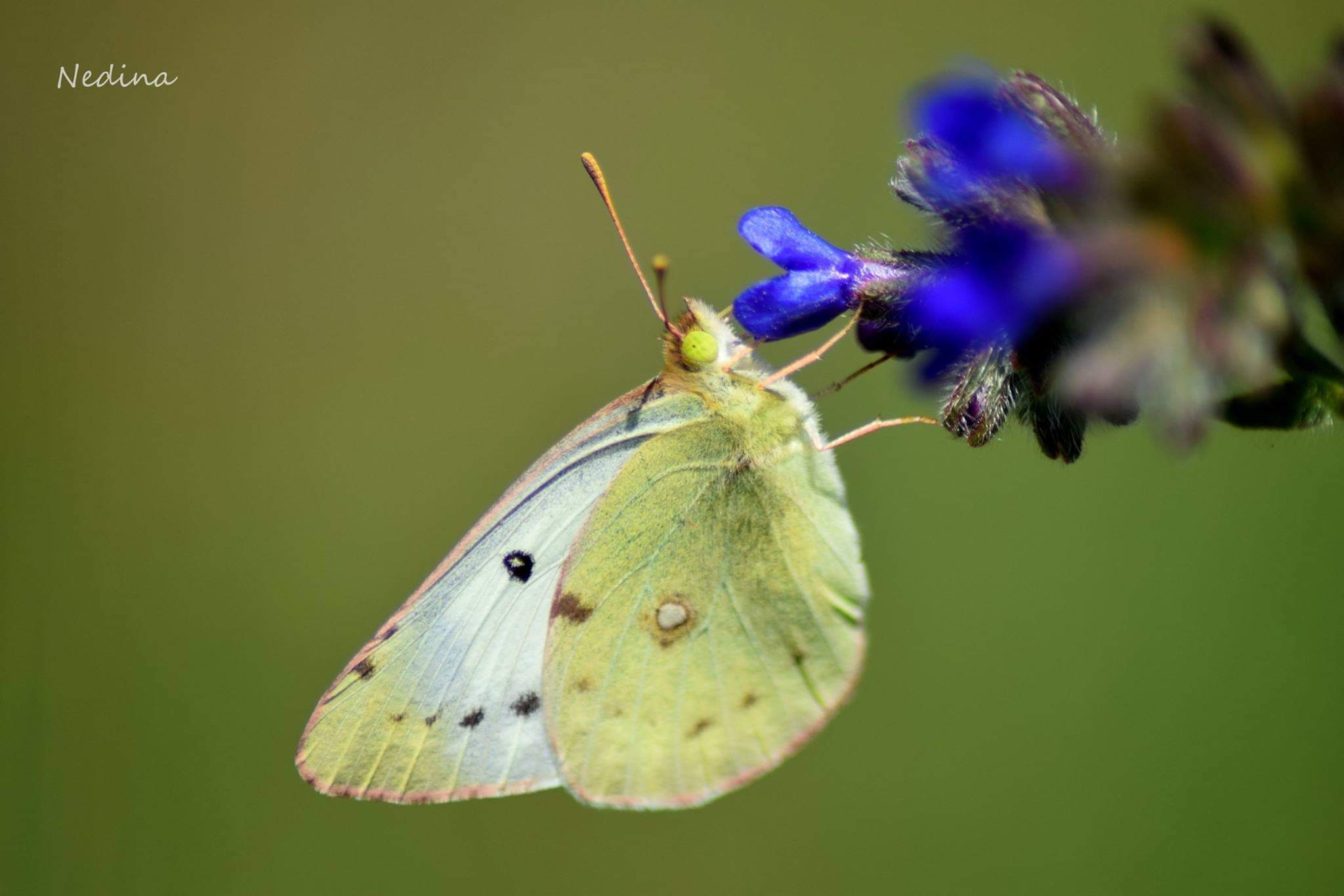 Colias hyale - kéneslepke