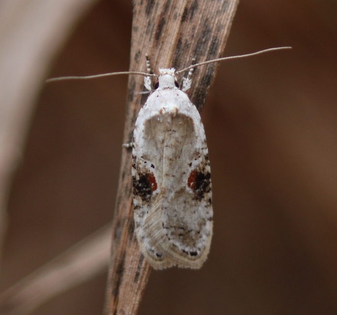 Agonopterix alstromeriana - bürök-laposmoly