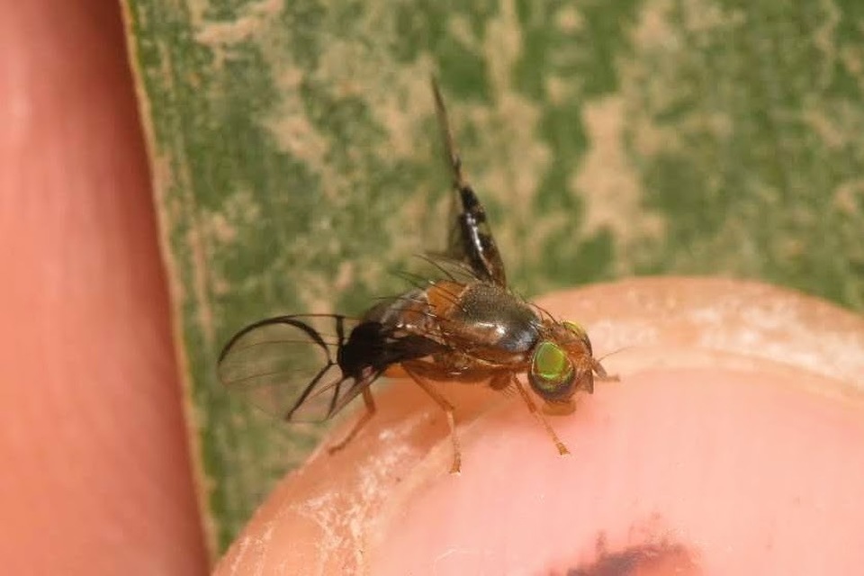 Anomoia purmunda