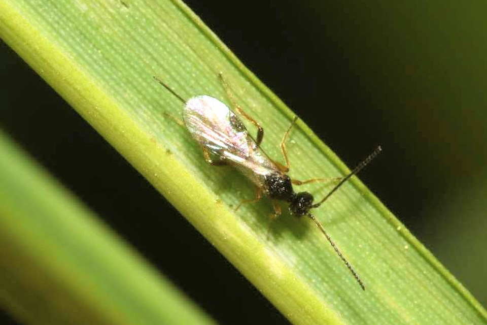 Braconidae - gyilkosfürkészek