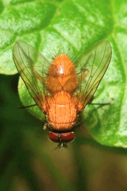 Phaonia pallida