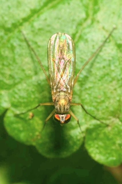 Sciapus
