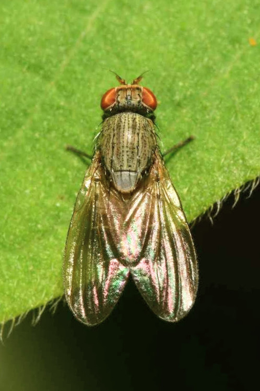 Minettia fasciata/rivosa