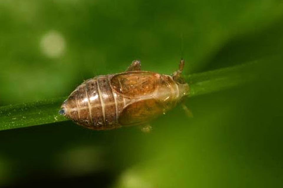 Delphacidae - sarkantyús kabócák