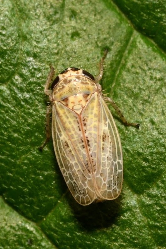 Allygidius abbreviatus