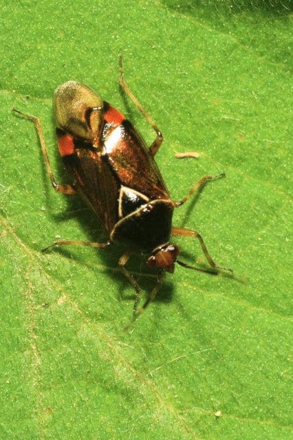 Deraeocoris flavilinea