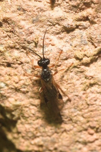 Braconidae - gyilkosfürkészek