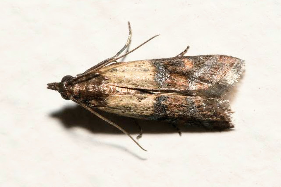 Plodia interpunctella - aszalványmoly