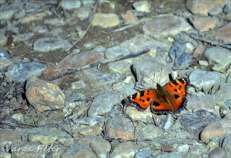 Nymphalis xanthomelas - vörös rókalepke