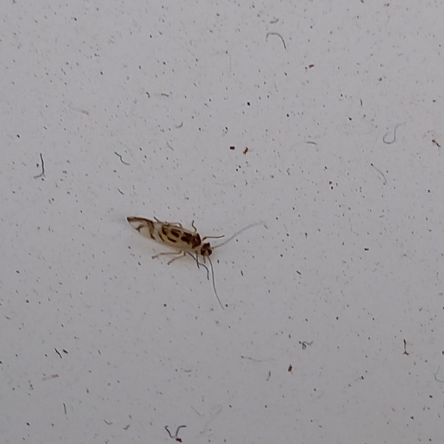 Graphopsocus cruciatus