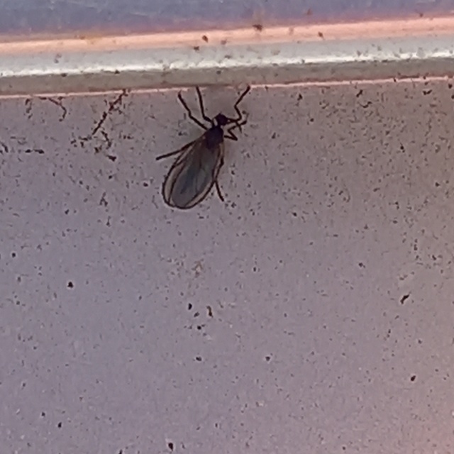 Cecidomyiidae - gubacsszúnyogok