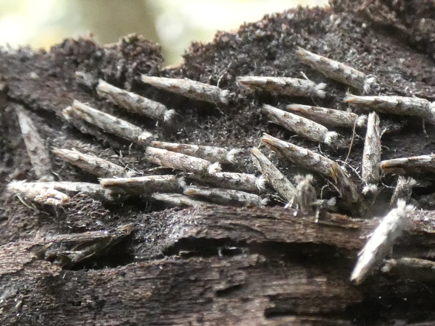 Phyllonorycter