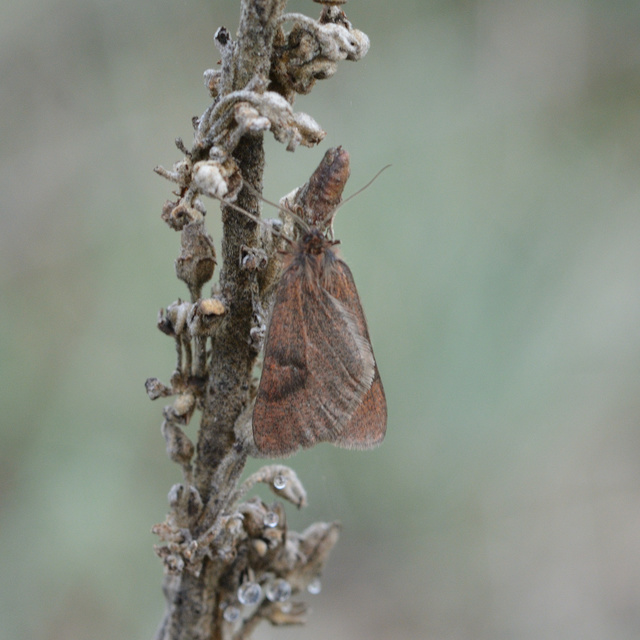 Lignyoptera fumidaria - füstös ősziaraszoló