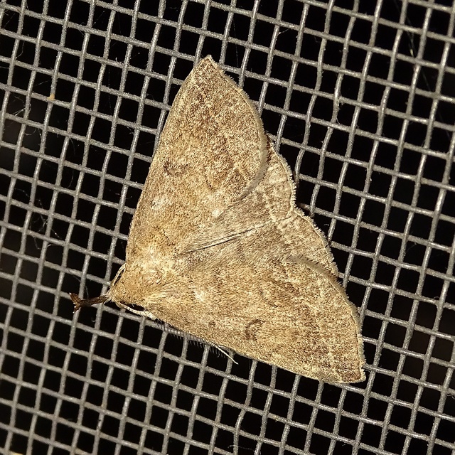 Pechipogo plumigeralis - tollascsápú karcsúbagoly