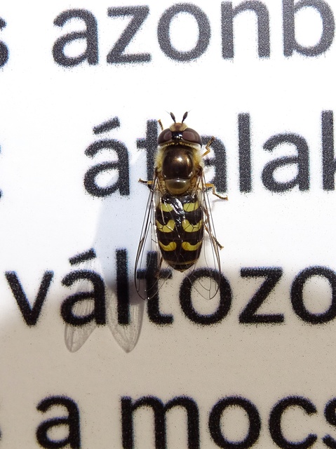 Scaeva